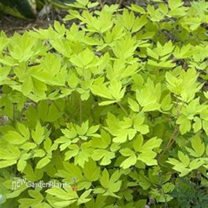 'Gold Heart'  Old-Fashioned Bleeding Heart