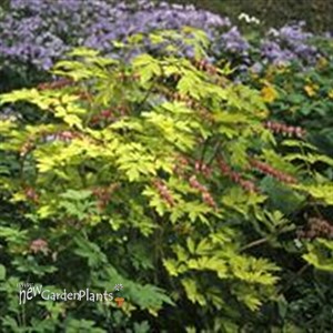 'Gold Heart'  Old-Fashioned Bleeding Heart