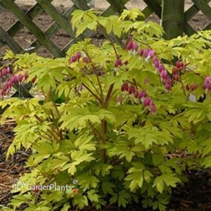 'Gold Heart'  Old-Fashioned Bleeding Heart