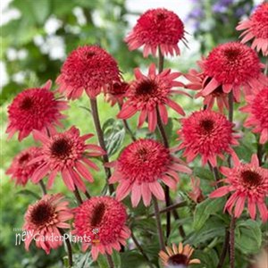 'Raspberry Truffle' Coneflower