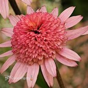 'Raspberry Truffle' Coneflower