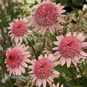 'Raspberry Truffle' Coneflower