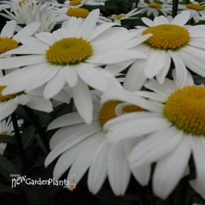 'Snowcap' Shasta Daisy's