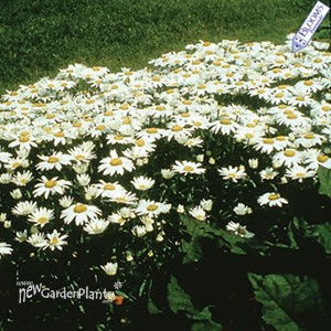 'Snowcap' Shasta Daisy's