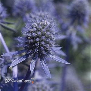 'Blue Glitter'  Sea Holly