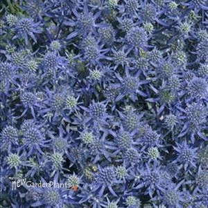 'Blue Glitter'  Sea Holly