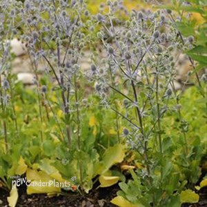 'Blue Glitter'  Sea Holly