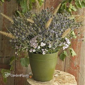 'Blue Glitter'  Sea Holly
