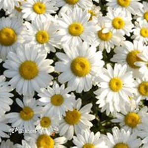 'Snowcap' Shasta Daisy's