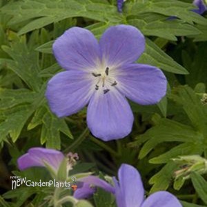 'Brookside'  Cranesbill