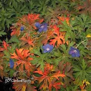 'Brookside'  Cranesbill