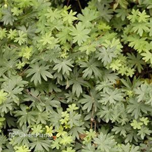 'Brookside'  Cranesbill
