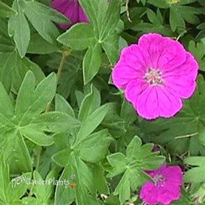 'New Hampshire Purple'  Hardy Geranium