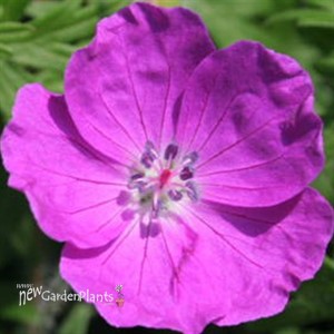 'New Hampshire Purple'  Hardy Geranium