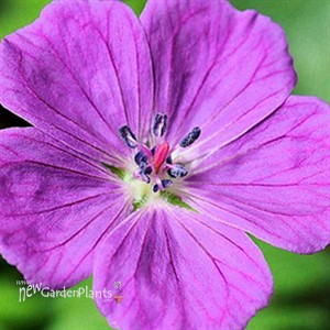 'New Hampshire Purple'  Hardy Geranium