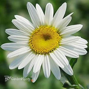 'Becky' Shasta Daisy