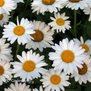 'Becky' Shasta Daisy