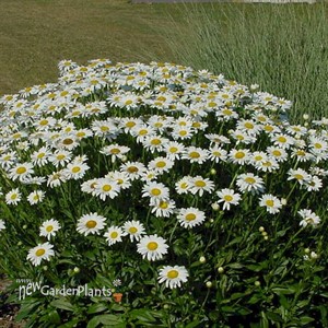 'Becky' Shasta Daisy