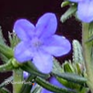 Graceward STAR FLOWER