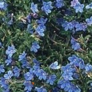 Graceward STAR FLOWER