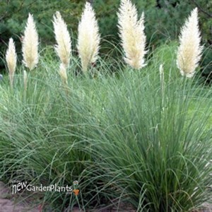 Pampas Grass 