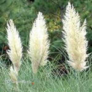 Pampas Grass 