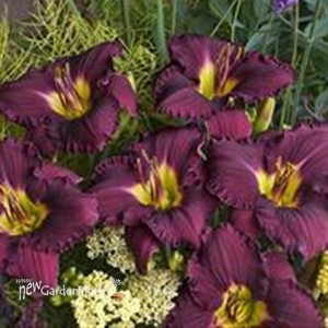 'Nosferatu' Daylily