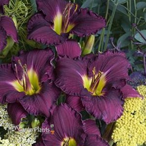 'Nosferatu' Daylily