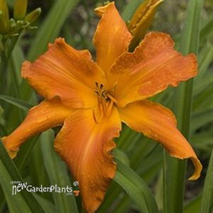 'Primal Scream'  Daylily
