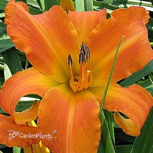 'Primal Scream'  Daylily