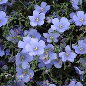 Flax 'Nanum Sapphire'