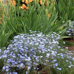 Flax 'Nanum Sapphire'