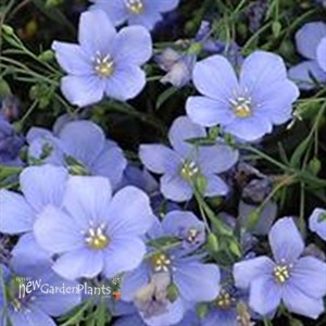 Flax 'Nanum Sapphire'