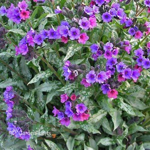 'Majeste'  Lungwort