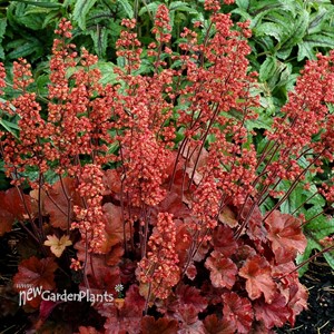 'Cherry Cola'  Coral Bells