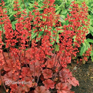 'Cherry Cola'  Coral Bells