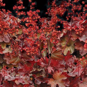 'Cherry Cola'  Coral Bells