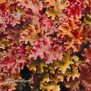 'Peach Crisp'  Coral Bells