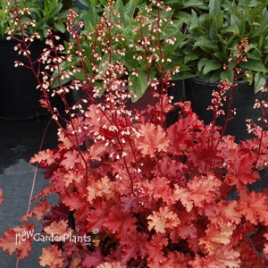 'Peach Crisp'  Coral Bells