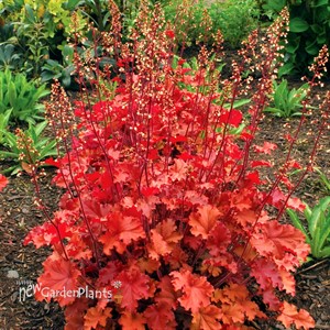 'Peach Crisp'  Coral Bells