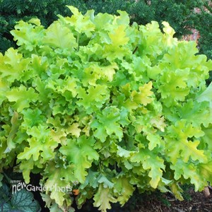 'Lime Marmalade'  Coral Bells