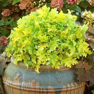 'Lime Marmalade'  Coral Bells