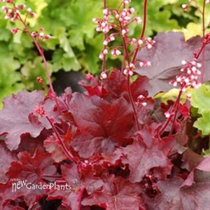 'Fire Chief' Coral Bells