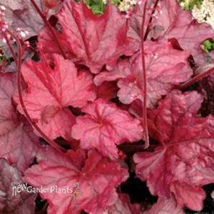 'Fire Chief' Coral Bells
