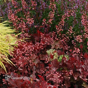 'Fire Chief' Coral Bells