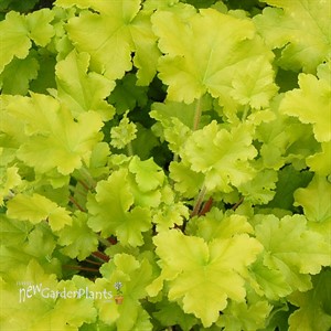 'Lime Marmalade'  Coral Bells