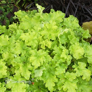 'Lime Marmalade'  Coral Bells