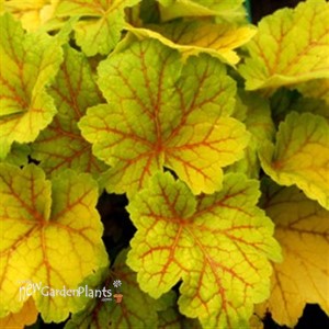 'Electra' Coral Bells