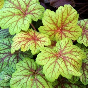 'Electra' Coral Bells