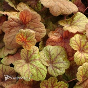 'Electra' Coral Bells